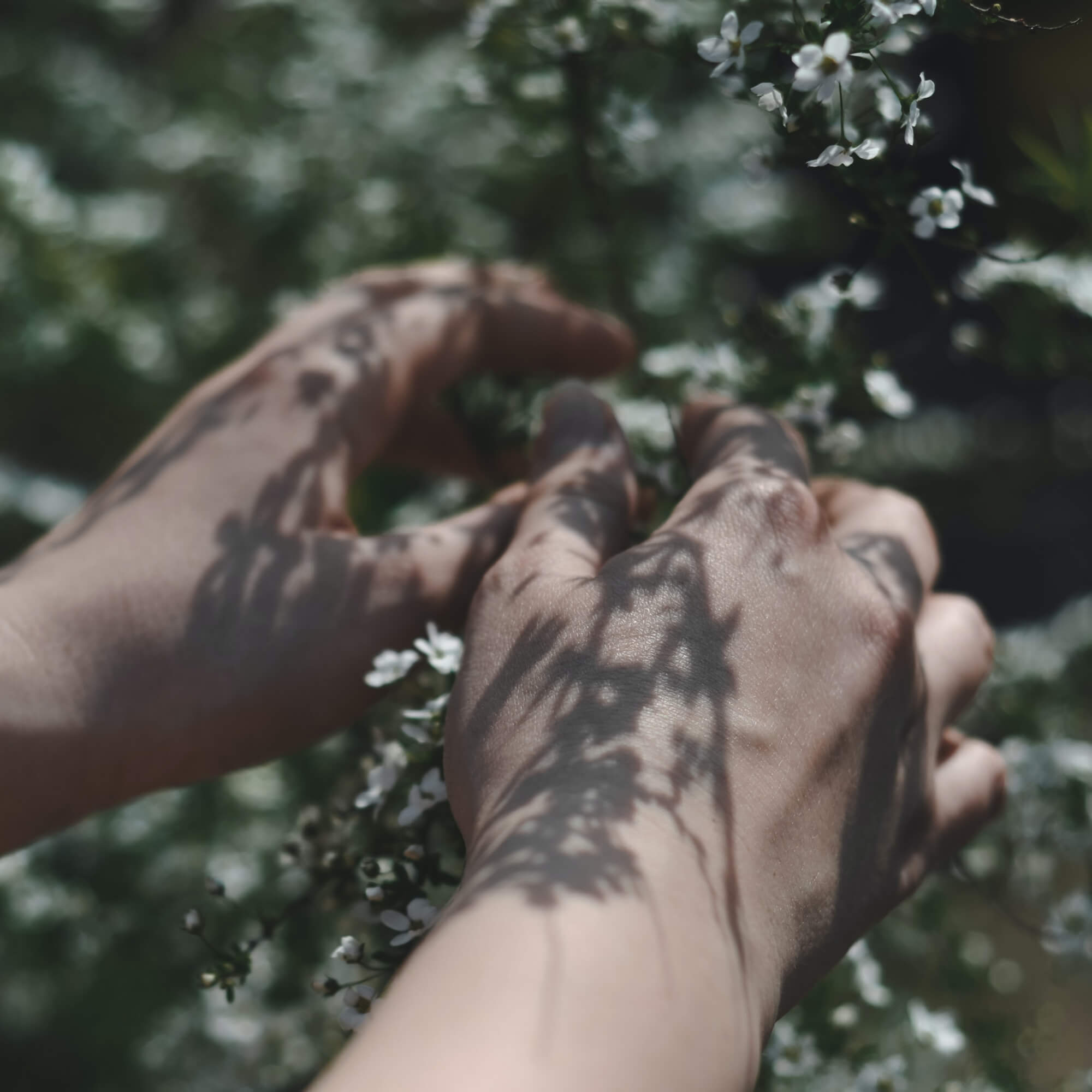 Stimmungsbild Hände in blühendem Strauch – Thema Bio Inhaltsstoffe