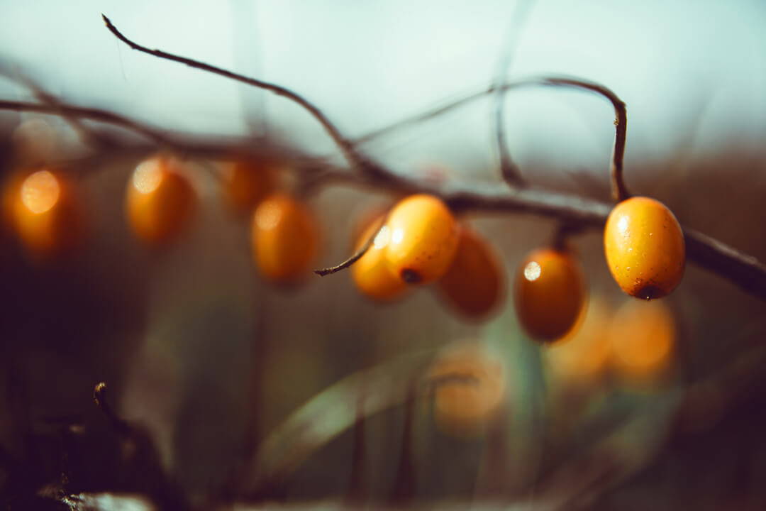 Sanddornöl Wirkung auf die Haut